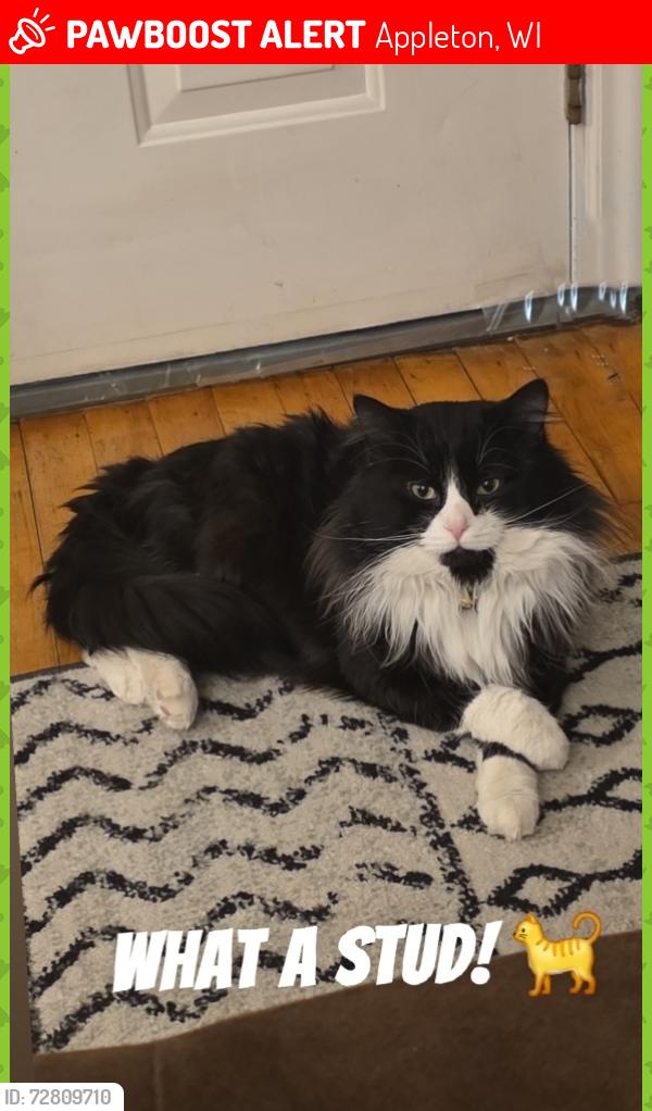 Lost Male Cat last seen Lawe street, carpenter street, Maple, Fremont , Appleton, WI 54915