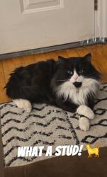 Lost Male Cat last seen Lawe street, carpenter street, Maple, Fremont , Appleton, WI 54915