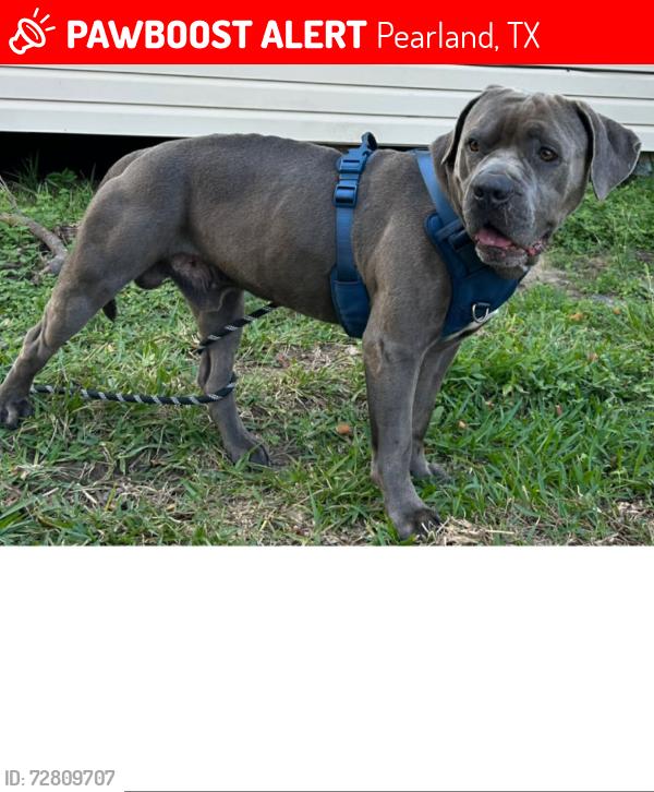 Lost Male Dog last seen Near , Pearland, TX 77584