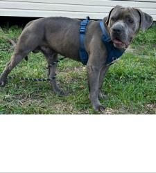 Lost Male Dog last seen Near , Pearland, TX 77584