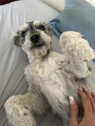 Found/Stray Male Dog last seen Hesperia road and nisqualli, Victorville, CA 92395