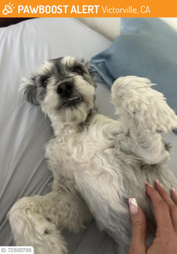 Found/Stray Male Dog last seen Hesperia road and nisqualli, Victorville, CA 92395