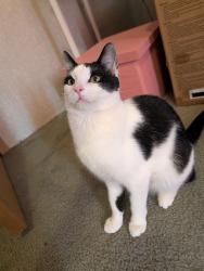 Lost Male Cat last seen Freedom road, Nelson, PA 16940