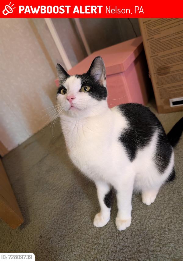 Lost Male Cat last seen Freedom road, Nelson, PA 16940