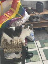 Found/Stray Unknown Cat last seen Chase ave and Ashland , Chicago, IL 60626
