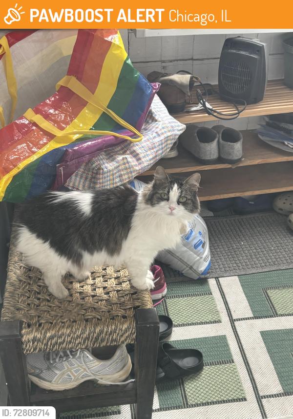 Found/Stray Unknown Cat last seen Chase ave and Ashland , Chicago, IL 60626