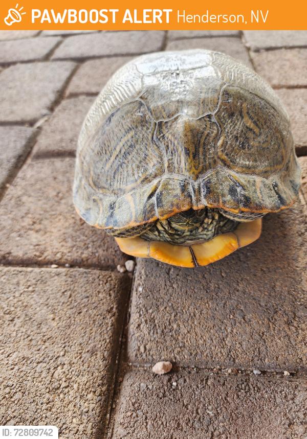 Found/Stray Unknown Reptile last seen Walking trail in DR Horton Cadence, Henderson, NV 89011