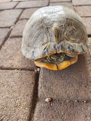 Found/Stray Unknown Reptile last seen Walking trail in DR Horton Cadence, Henderson, NV 89011