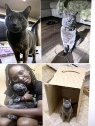 Lost Male Cat last seen Near e edgar rd in the parking lot, Linden, NJ 07036