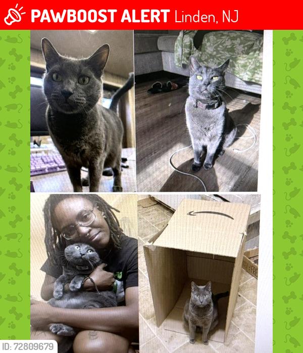 Lost Male Cat last seen Near e edgar rd in the parking lot, Linden, NJ 07036