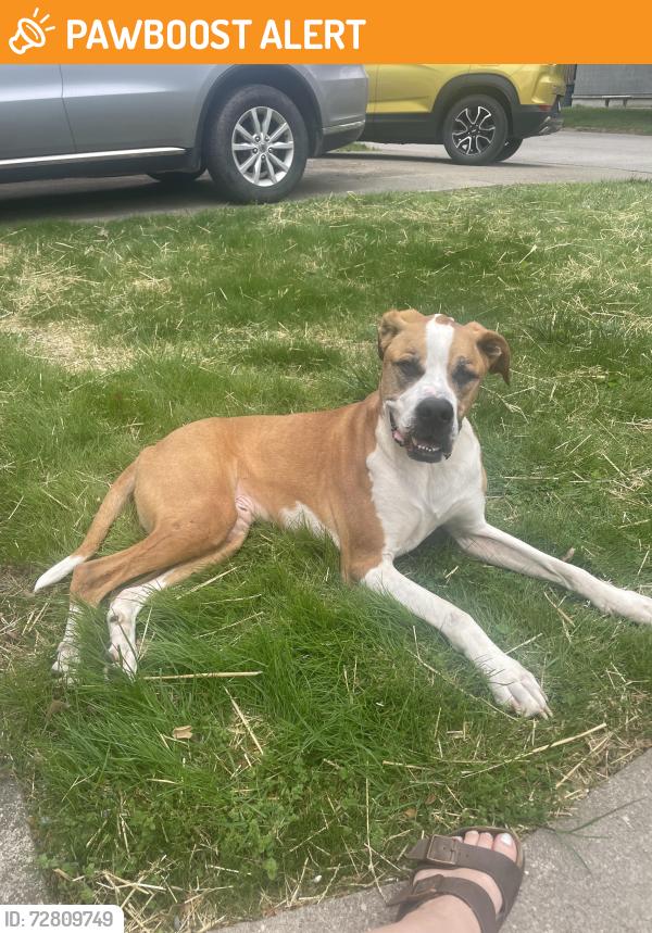 Found/Stray Male Dog last seen Joplin park, South Charleston, WV 25303