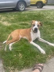 Found/Stray Male Dog last seen Joplin park, South Charleston, WV 25303