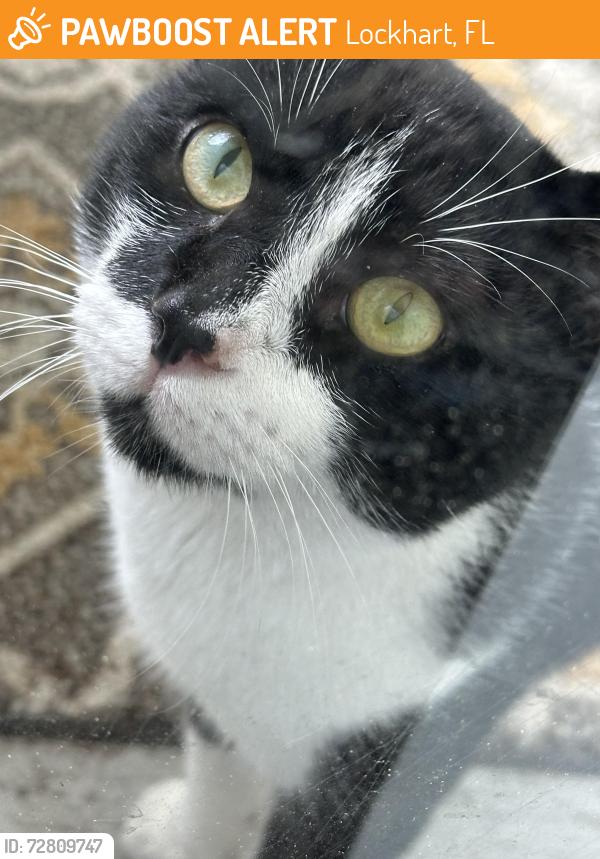 Found/Stray Unknown Cat last seen Pisa Drive, Lockhart, FL 32810