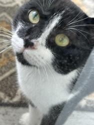 Found/Stray Unknown Cat last seen Pisa Drive , Lockhart, FL 32810