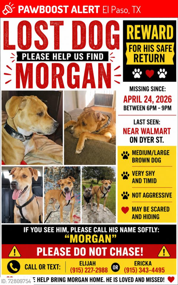 Lost Male Dog last seen Broaddus and Dyer, El Paso, TX 79904