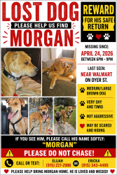 Lost Male Dog last seen Broaddus and Dyer, El Paso, TX 79904
