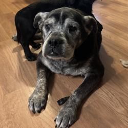 Lost Male Dog last seen sandy springs rd, Pendleton, SC 29670