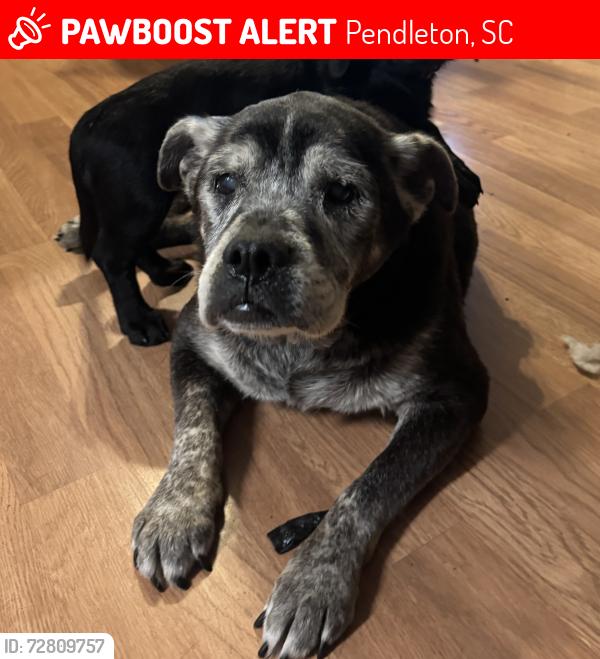 Lost Male Dog last seen sandy springs rd, Pendleton, SC 29670