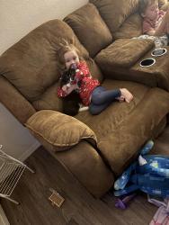 Lost Female Cat last seen Chitwood drive Alma Arkansas , Alma, AR 72921