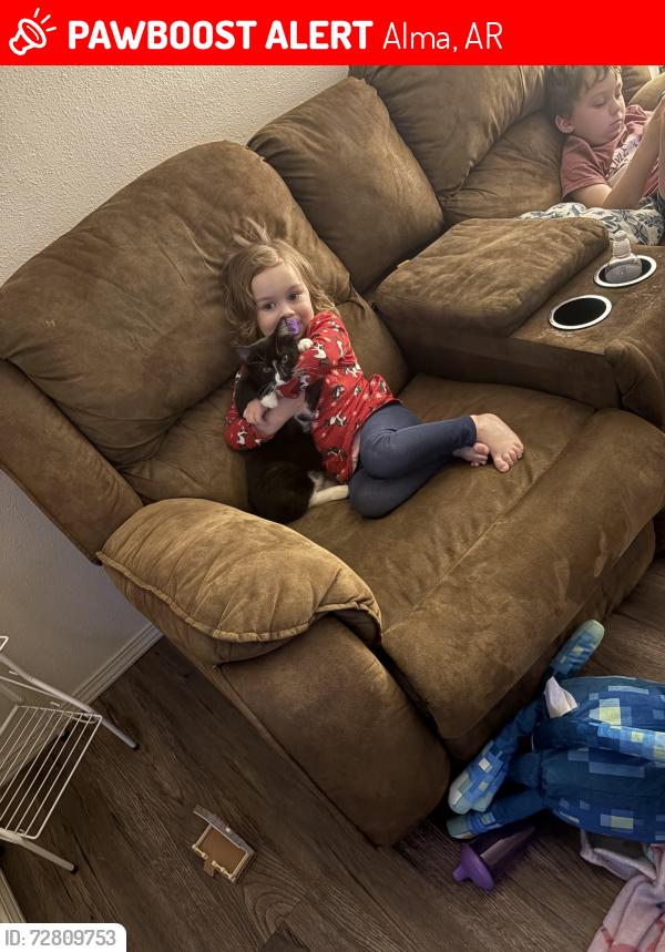 Lost Female Cat last seen Chitwood drive Alma Arkansas , Alma, AR 72921