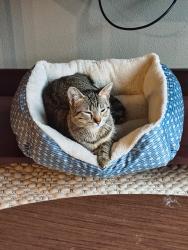 Lost Female Cat last seen Near N. Port Washington Road, situated near the intersection of Port Washington Road and W. Donges Bay Road. It is located approximately 1 mile off I-43 (Exit 85, Mequon, WI 53092