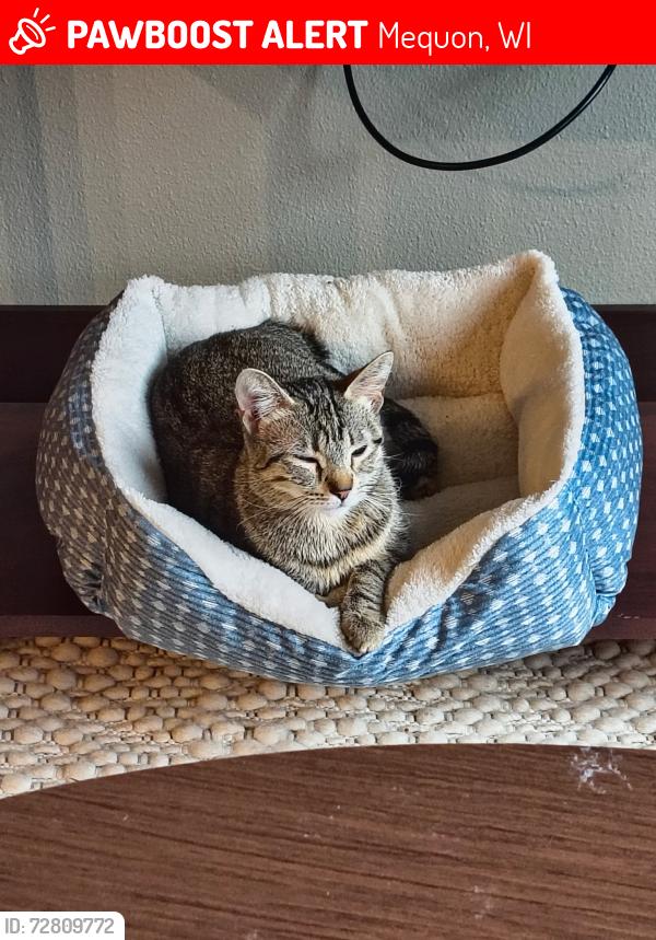Lost Female Cat last seen Near N. Port Washington Road, situated near the intersection of Port Washington Road and W. Donges Bay Road. It is located approximately 1 mile off I-43 (Exit 85, Mequon, WI 53092