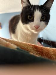 Lost Female Cat last seen ton lnx 92509, Riverside, CA 92501
