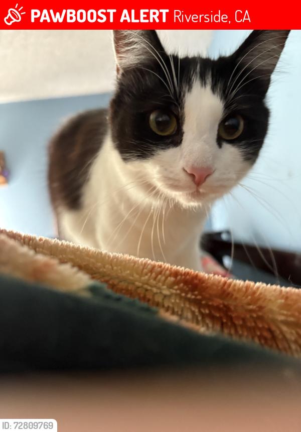 Lost Female Cat last seen ton lnx 92509, Riverside, CA 92501