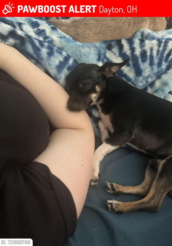 Lost Male Dog last seen He was buy the Dayton view park , Dayton, OH 45402
