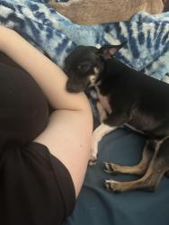 Lost Male Dog last seen He was buy the Dayton view park , Dayton, OH 45402