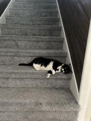 Lost Female Cat last seen Forrest Timbers and Timbers Trail, Humble, TX 77347