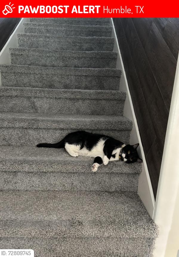 Lost Female Cat last seen Forrest Timbers and Timbers Trail, Humble, TX 77347