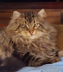 Found/Stray Male Cat last seen Jackson Co., Jackson County, OR 97504