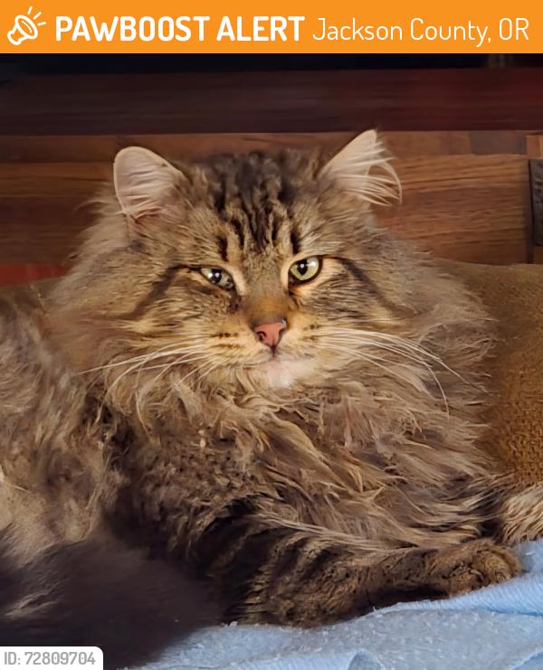 Found/Stray Male Cat last seen Jackson Co., Jackson County, OR 97504