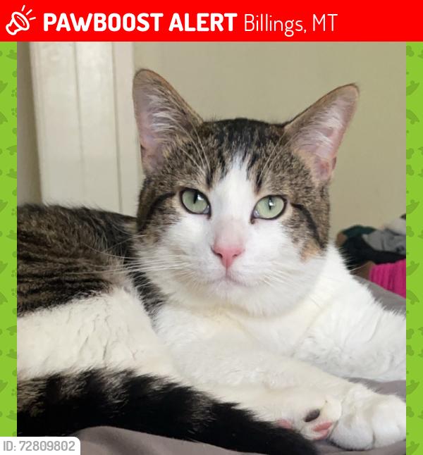 Lost Male Cat last seen Cherry creek, Billings, MT 59105