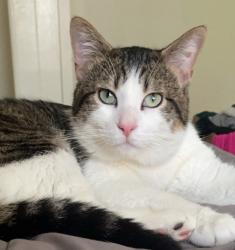 Lost Male Cat last seen Cherry creek, Billings, MT 59105