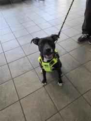 Shelter Stray Female Dog last seen CAMBRAY & CALLAGHAN, San Antonio, TX 78227