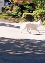 Found/Stray Unknown Dog last seen Near NE Cliff st, Portland, OR 97220
