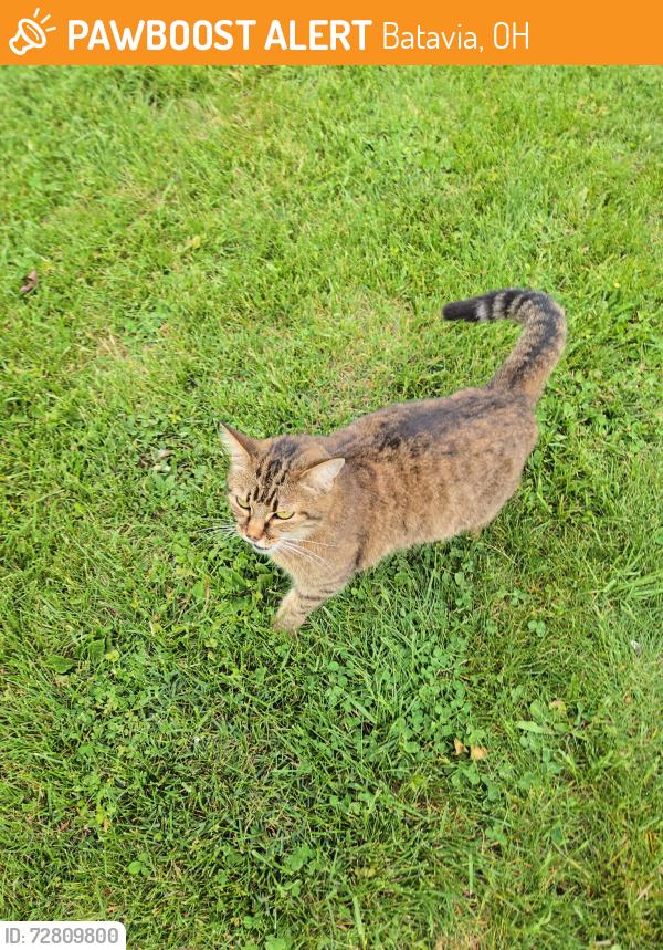 Found/Stray Unknown Cat last seen Willowville Elementary, Batavia, OH 45103