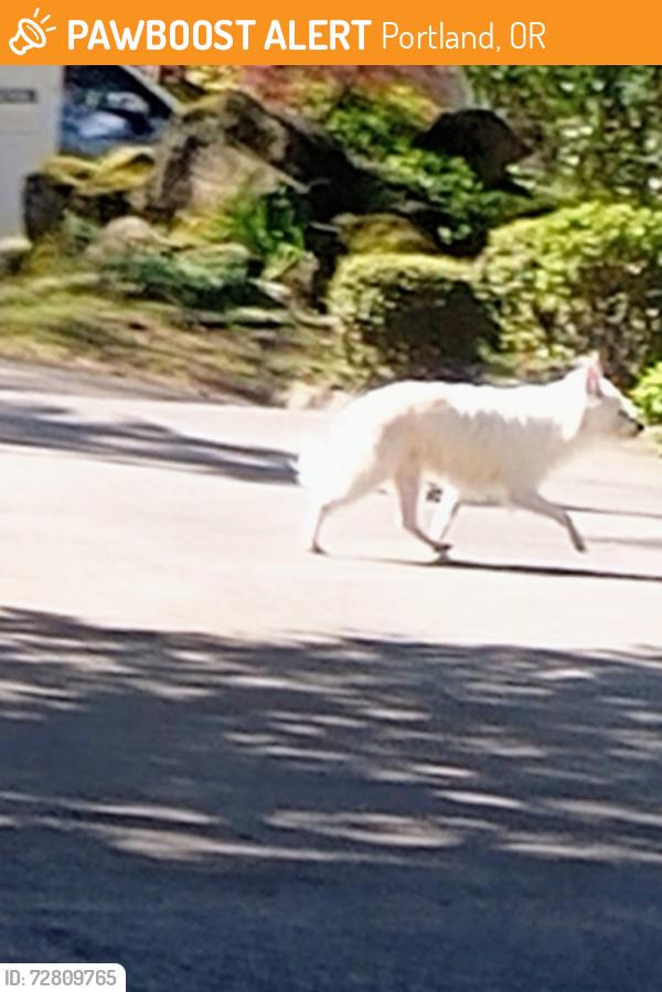 Found/Stray Unknown Dog last seen Near NE Cliff st, Portland, OR 97220