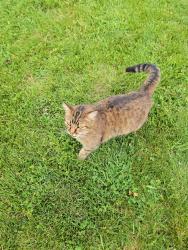 Found/Stray Unknown Cat last seen Willowville Elementary, Batavia, OH 45103