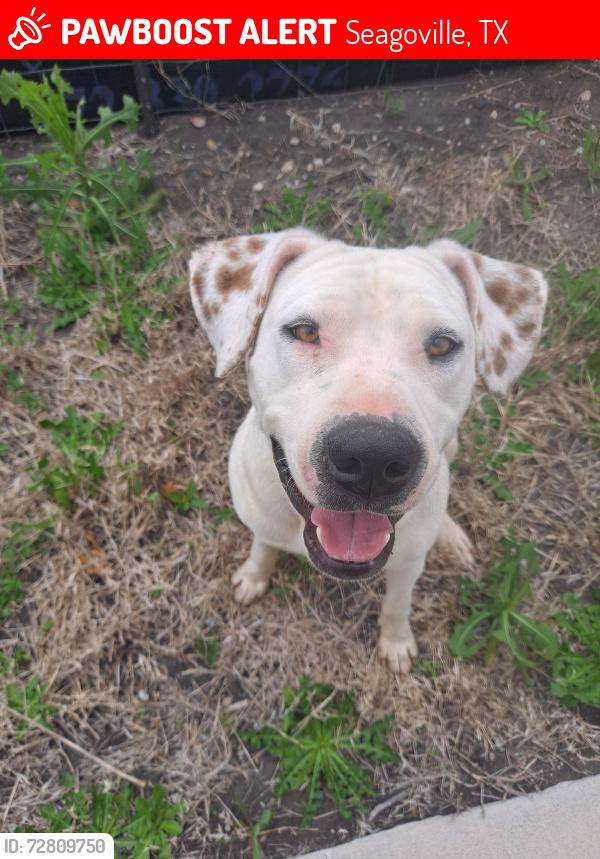 Lost Female Dog last seen Shady Ln Seagoville, texas, Seagoville, TX 75159