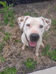 Lost Female Dog last seen Shady Ln Seagoville, texas, Seagoville, TX 75159