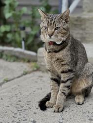 Lost Male Cat last seen He hangs on palisade ave and park ave , Yonkers, NY 10703