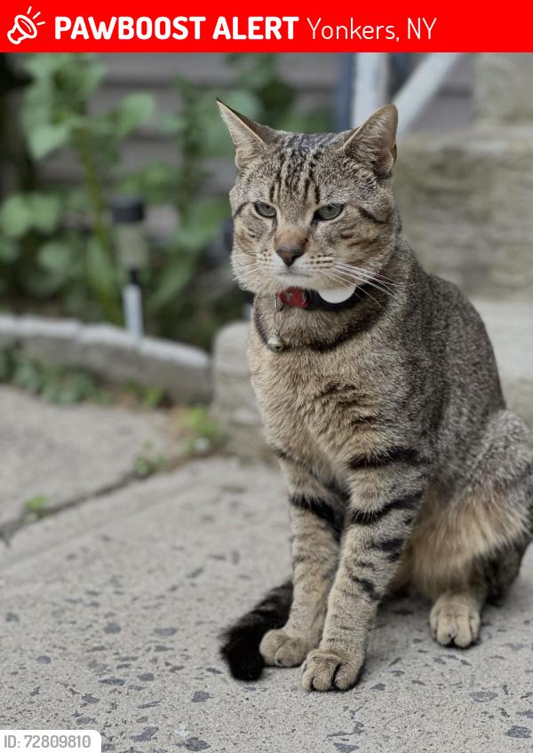 Lost Male Cat last seen He hangs on palisade ave and park ave , Yonkers, NY 10703