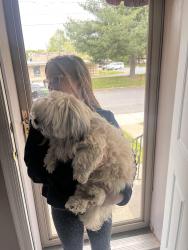 Found/Stray Unknown Dog last seen Behind St Thomas church, Wilmington, DE 19805