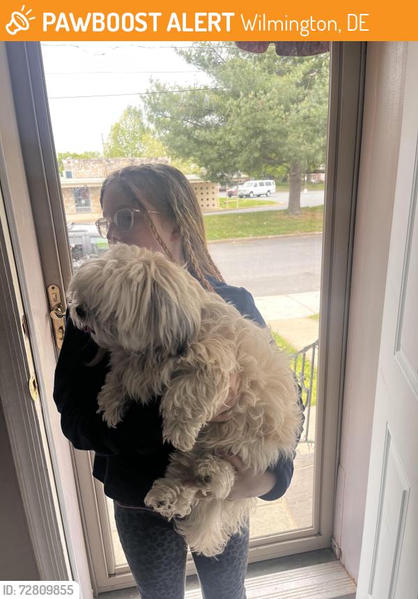 Found/Stray Unknown Dog last seen Behind St Thomas church, Wilmington, DE 19805