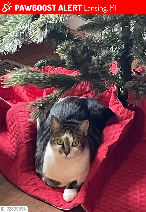 Lost Female Cat last seen Featherstone Drive and Horstmeyer, Lansing, MI 48911