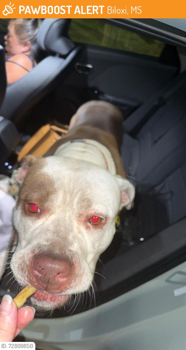 Found/Stray Female Dog last seen Brasher Rd and Tee Street Off pops ferry road in the neighborhood behind jiffy food mark, Biloxi, MS 39532