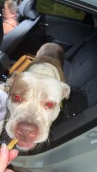 Found/Stray Female Dog last seen Brasher Rd and Tee Street Off pops ferry road in the neighborhood behind jiffy food mark, Biloxi, MS 39532